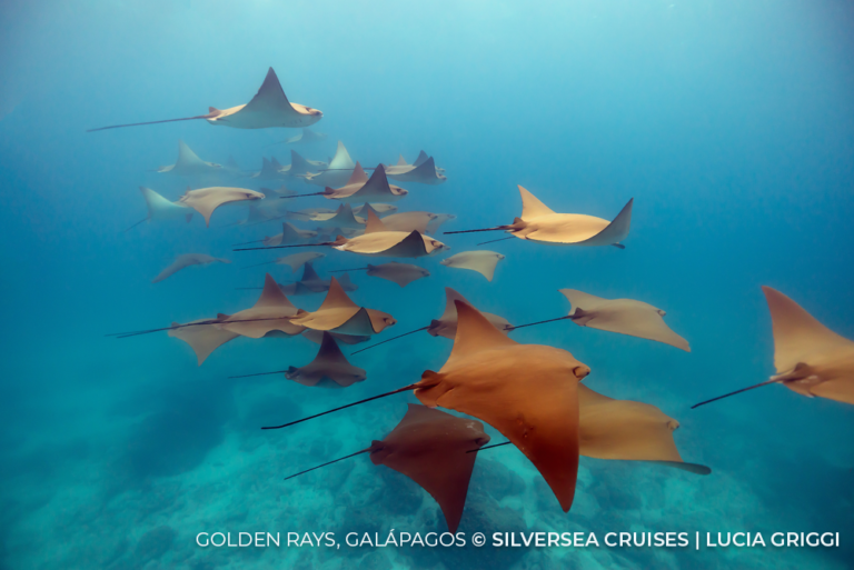 Golden Rays, Galapagos cc Lucia Griggi Silversea Cruises 13Apr23