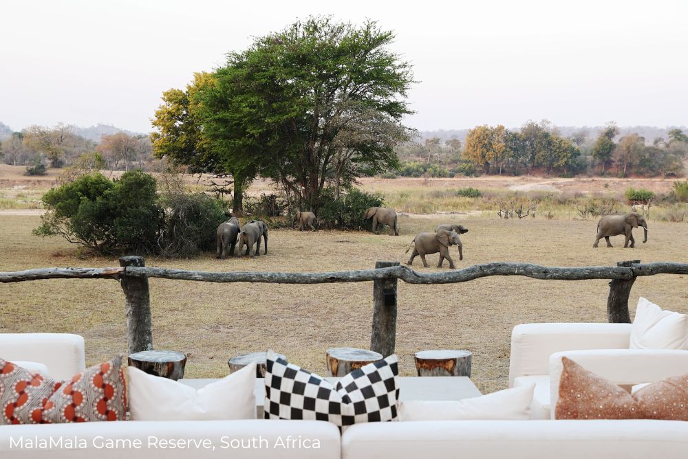 Lizzi phenomenal sustainable hotels in South Africa MalaMala Game Reserve elephant view South Africa 13Apr23