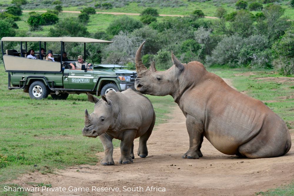 Lizzi phenomenal sustainable hotels in South Africa Shamwari Private Game Reserve Rhino South Africa 13Apr23