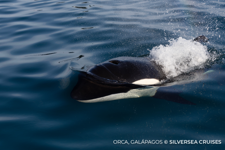Orca Galapagos cc Silversea Cruises 13Apr23