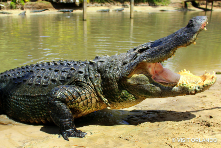 Aligator Orlando Sustainable Florida 31May23