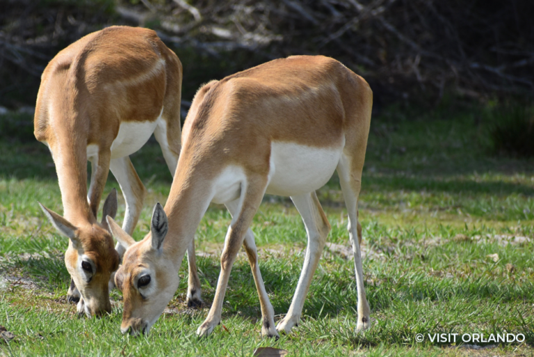Deer Orlando Sustainable Florida 31May23
