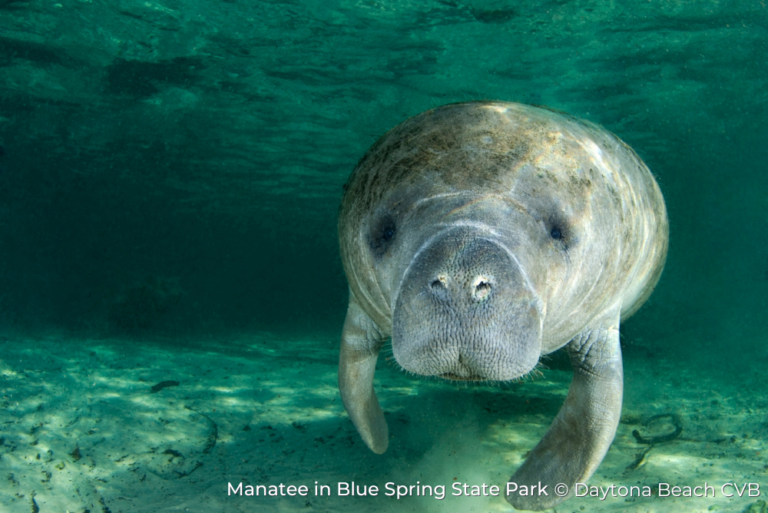 Manatee in Blue Springs State Park Sustainable Daytona Beach 30May23