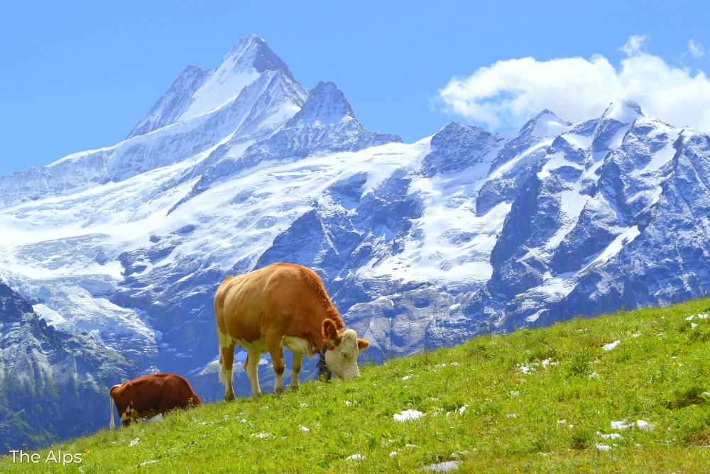 Lizzi's Luxury Edit_ Luxury travel for less Alps cows 08Jun23