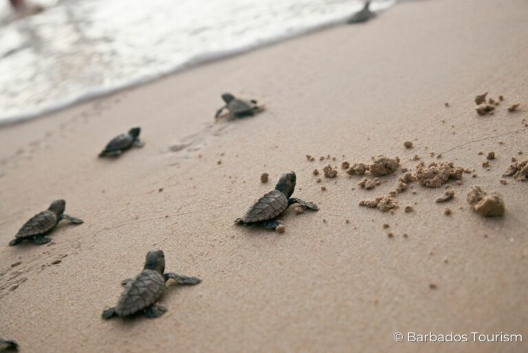 Baby Turtles Sustainable Barbados 12Jul23