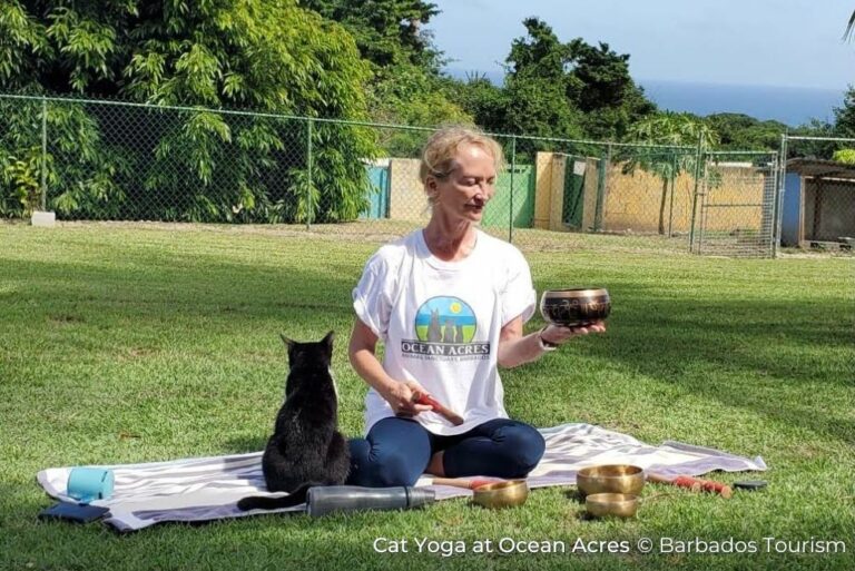 Cat Yoga Sustainable Barbados 12Jul23 (2)