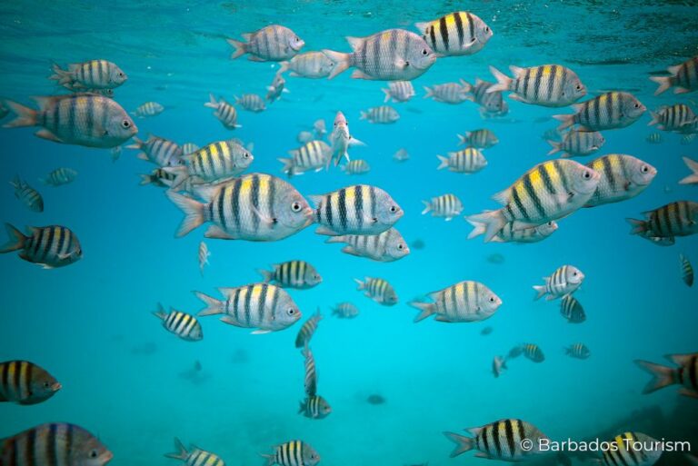 Fish Sustainable Barbados 12Jul23