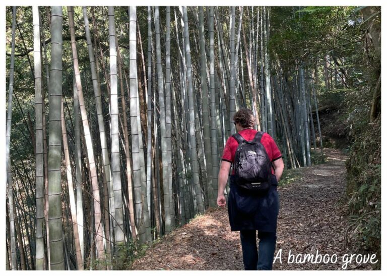 In the footsteps of Samurai Issue Bamboo Grove 17 JulAug23 31Jul23