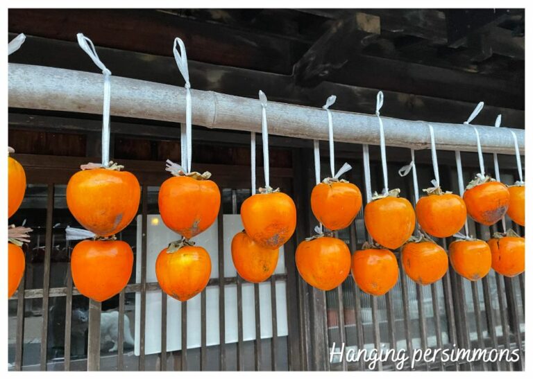In the footsteps of Samurai Issue hanging persimmons 17 JulAug23 31Jul23