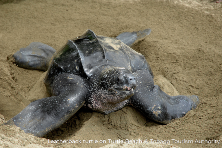 Leatherback Turtle on Turtle Beach Sustainable Tobago 15Jul23