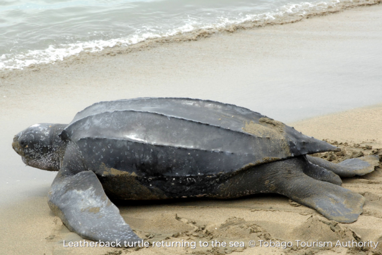 Leatherback Turtle returning to the sea Sustainable Tobago 15Jul23