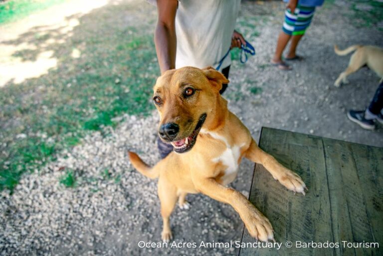Ocean Acres Dog Sustainable Barbados 12Jul23