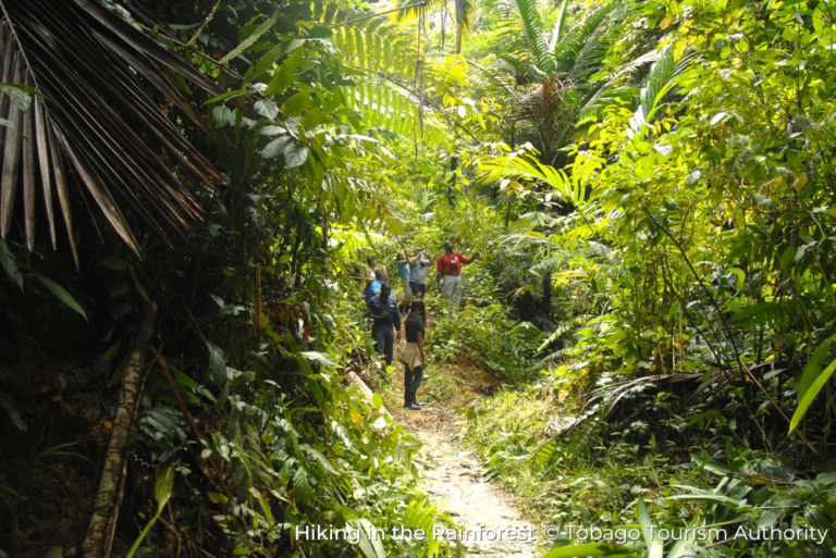 Rainforest Hike Sustainable Tobago 15Jul23