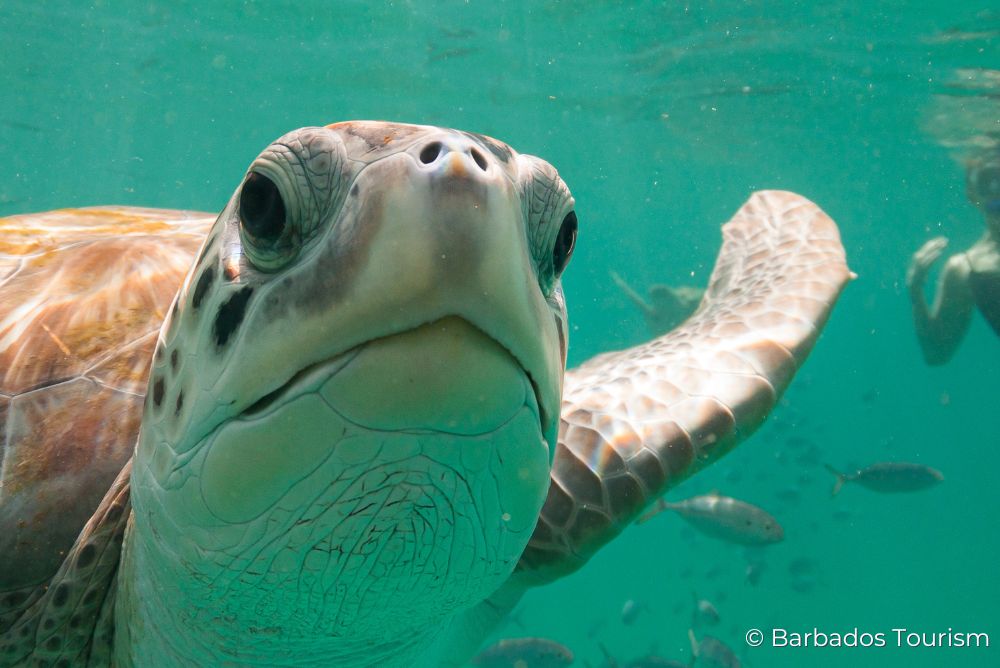 Sea Turtles Sustainable Barbados 12Jul23