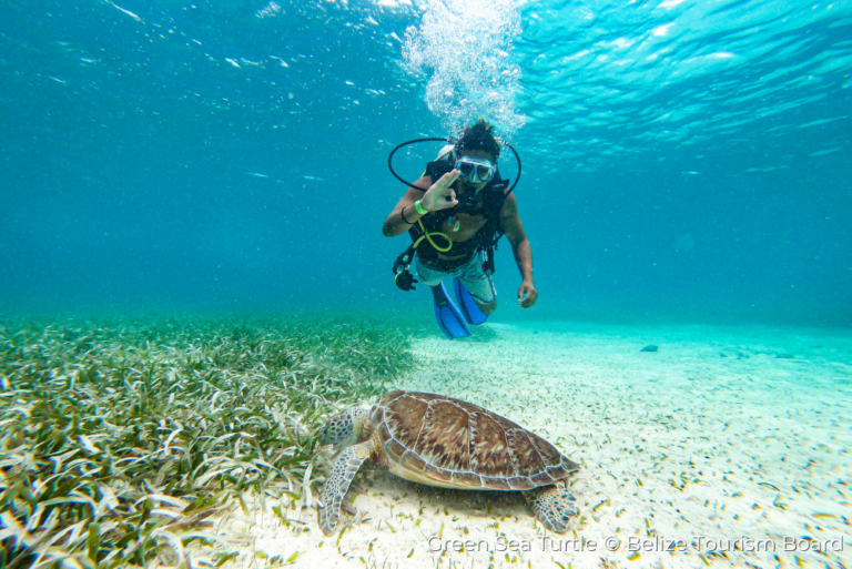 Green Sea Turtle Belize Destination page cc Belize Tourism Board 22Aug23