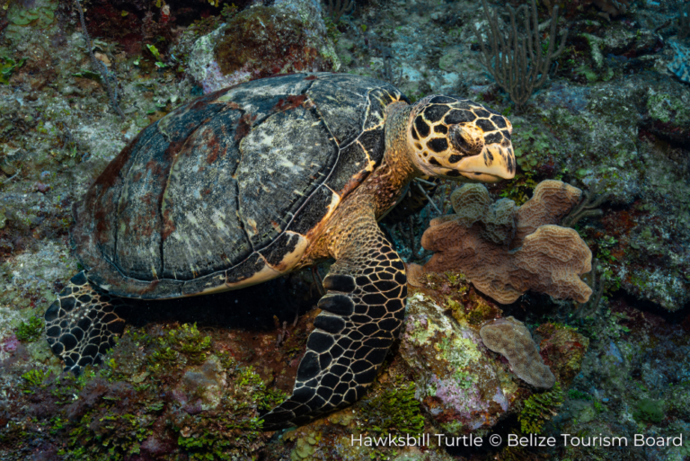 Hawksbill Turtle Belize Destination page cc Belize Tourism Board 22Aug23