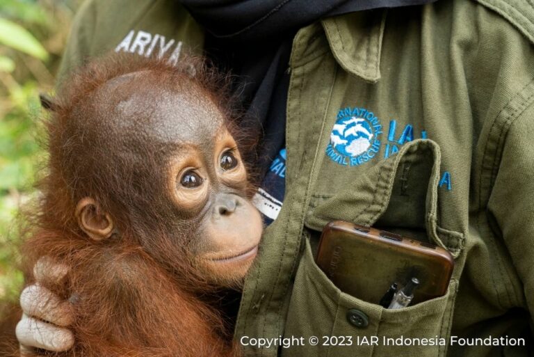 animal welfare IAR Indonesia protection Aug23