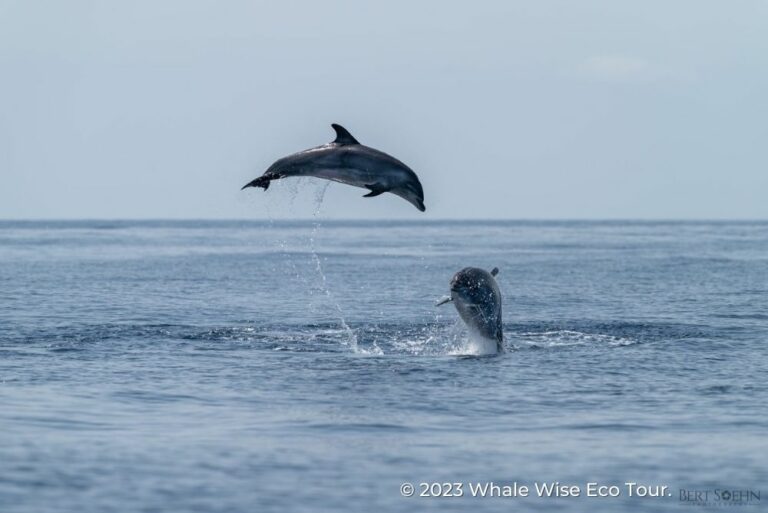 animal welfare Whale Wise Eco Tour 22Aug23
