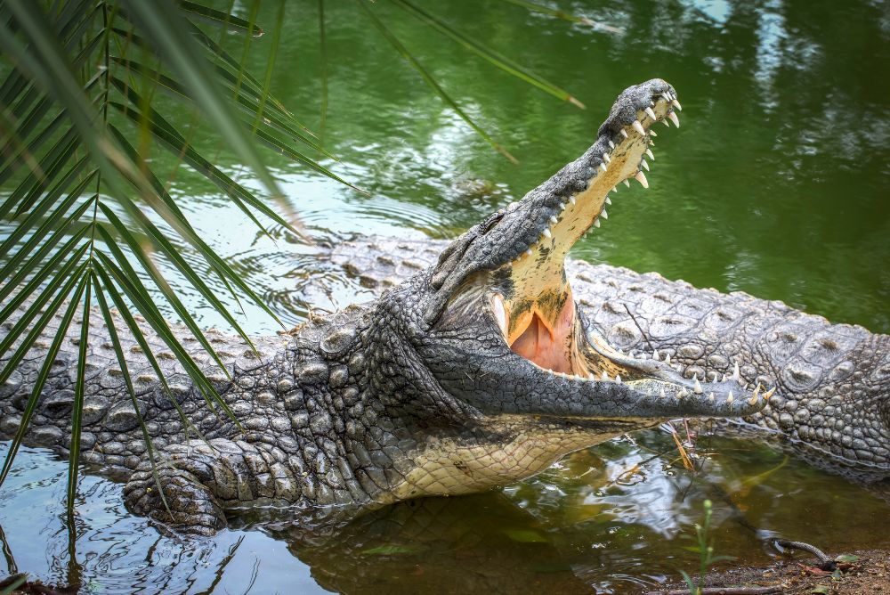 animal welfare protection crocodile 22Aug23