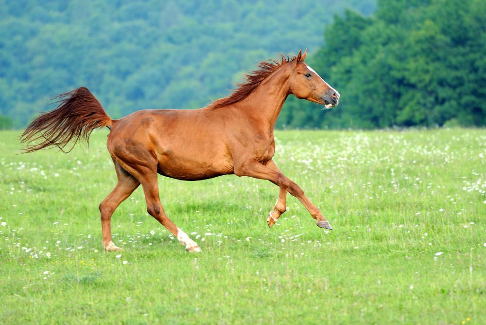 animal welfare protection horse 22Aug23