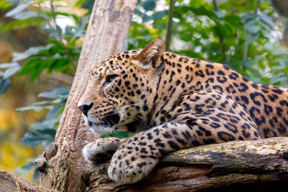 animal welfare protection leopard 22Aug23