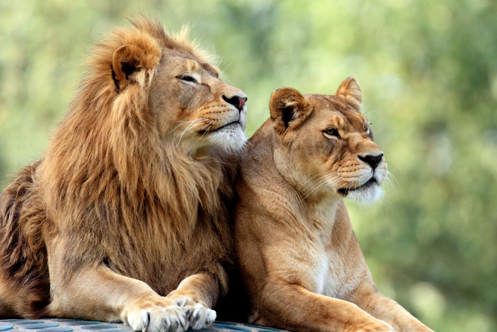 animal welfare protection lion 22Aug23