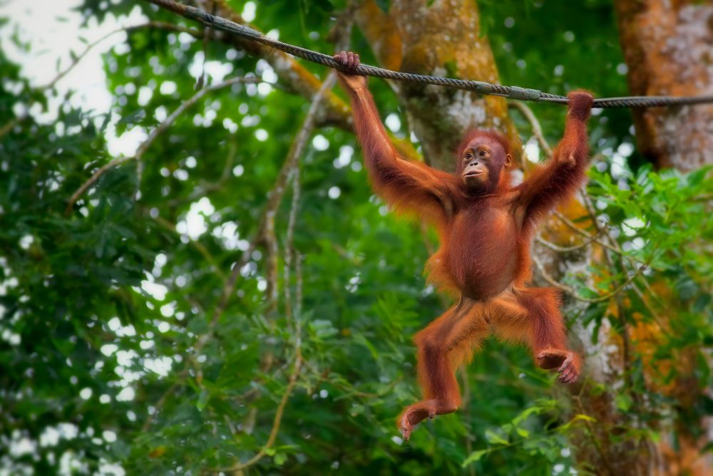 animal welfare protection orangutan 22Aug23