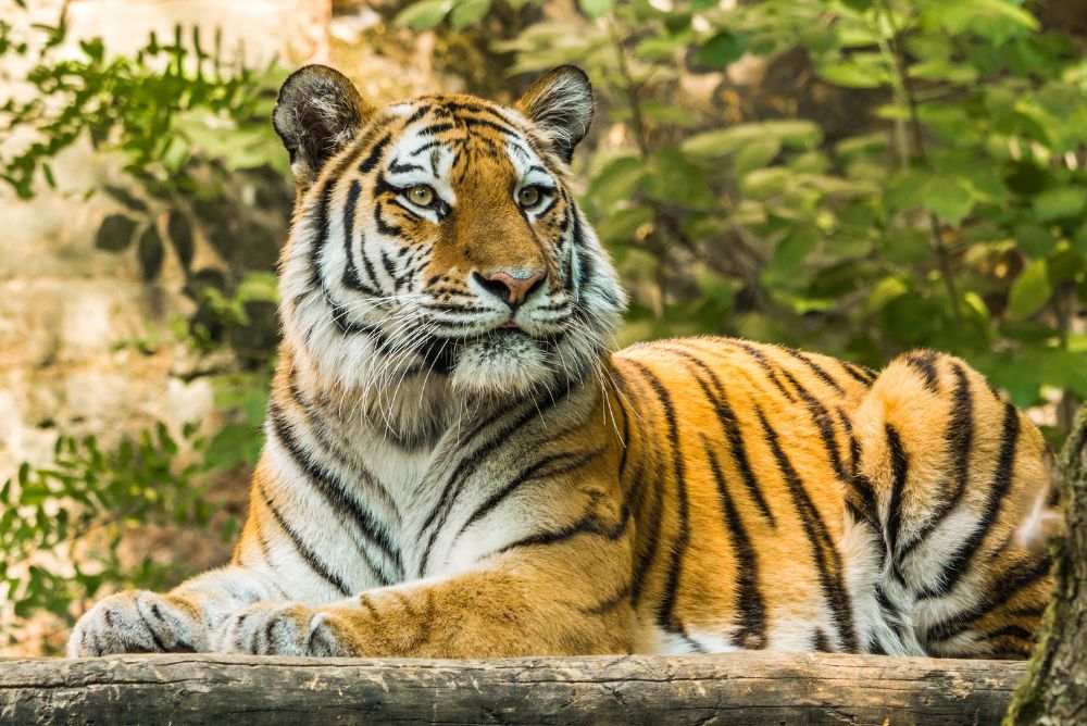 animal welfare protection tiger 22Aug23