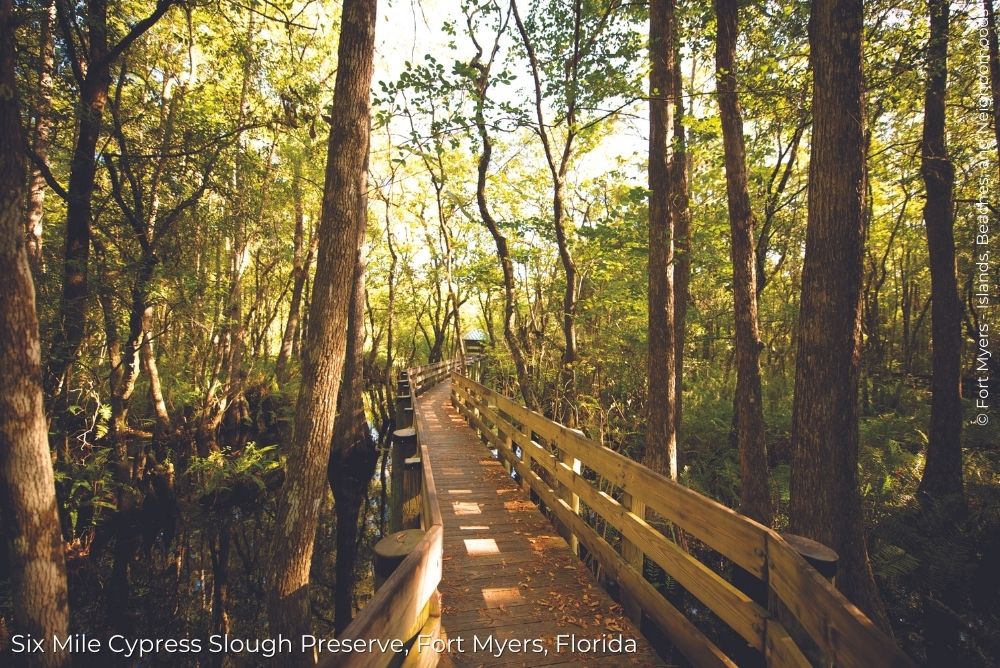 Fort Myers Blog Six Mile Cypress Slough Preserve education center trail 1 14Sep23