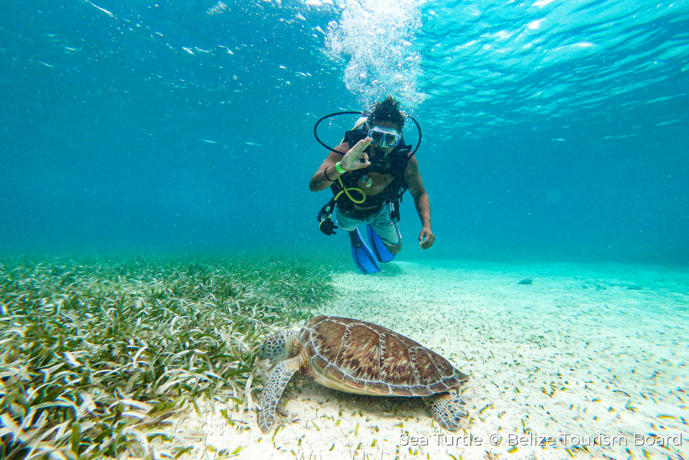 Sea Turtle Belize cc BTB 19Sep23