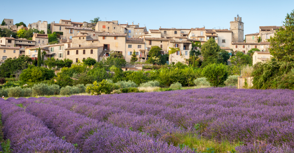 Lavendar field in Provence, France