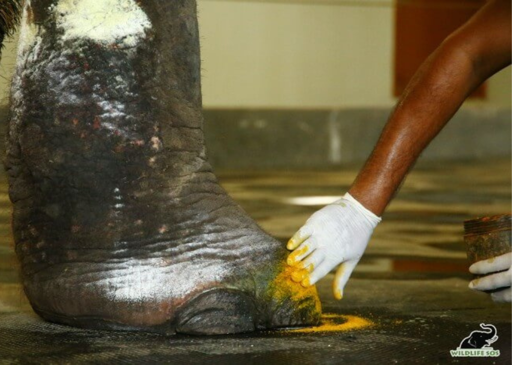 An elephant recieving treatment for a foot ailment