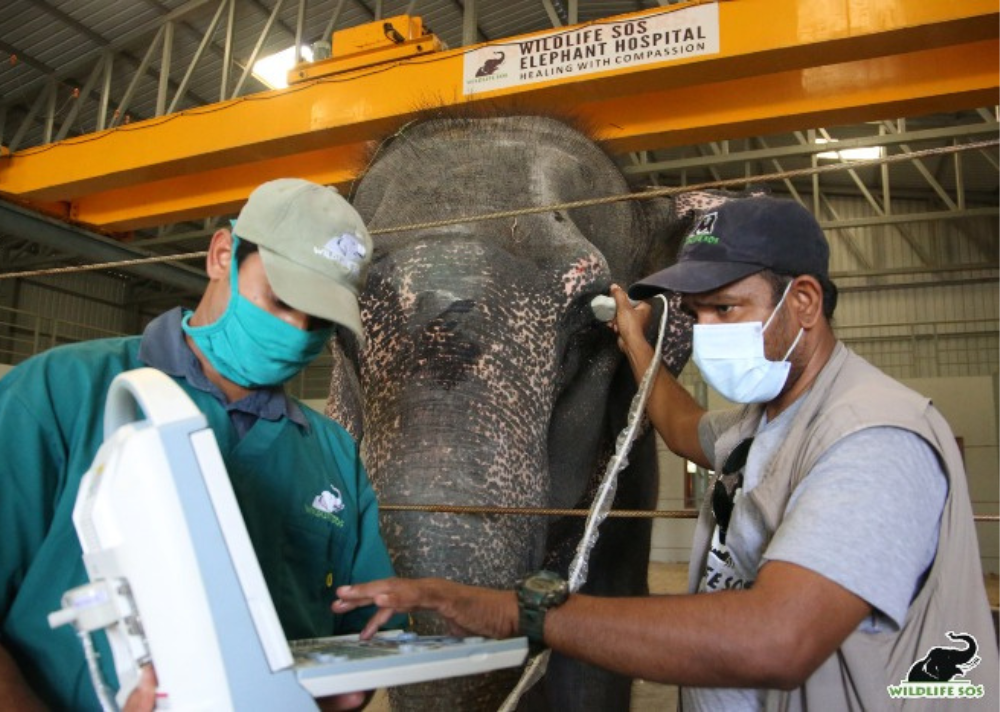 Ultrasonography being performed on a resident elephant